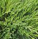 Juniperus horizontalis 'Andora Compacta' - Ялівець горизонтальний 'Andora Compacta' 000000079#000007149 фото 1