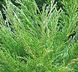 Juniperus horizontalis 'Andora Compacta' - Ялівець горизонтальний 'Andora Compacta' 000000079#000007149 фото 1