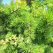 Larix kaempferi 'Stiff Weeping' - Модрина японська 'Stiff Weeping' 000007386#306094    фото 1