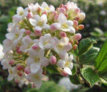 Viburnum carlesii "Aurora" - Калина Карльса "Aurora" 000007386#310760    фото