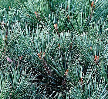 Pinus sylvestris 'Watereri Nana' - Сосна звичайна 'Watereri Nana' 000007386#346873    фото