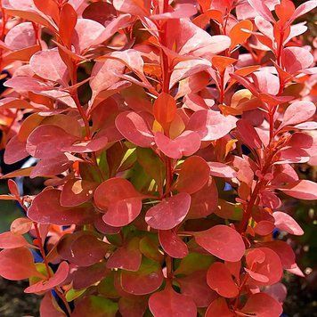 Berberis thunbergii 'Red Rocket' - Барбарис Тунберга 'Red Rocket' 000002980#000009526 фото