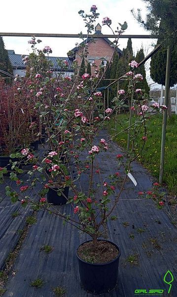 Viburnum carlesii "Aurora" - Калина Карльса "Aurora" 000007386#310760    фото
