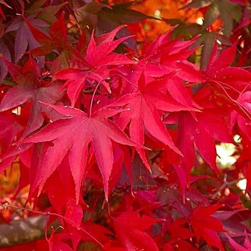 Acer palmatum 'Artropurpureum' - Клен японський 'Artropurpureum' 000000223#000008654 фото