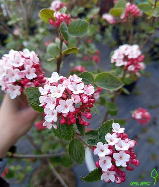 Viburnum carlesii "Aurora" - Калина Карльса "Aurora" 000007386#310760    фото