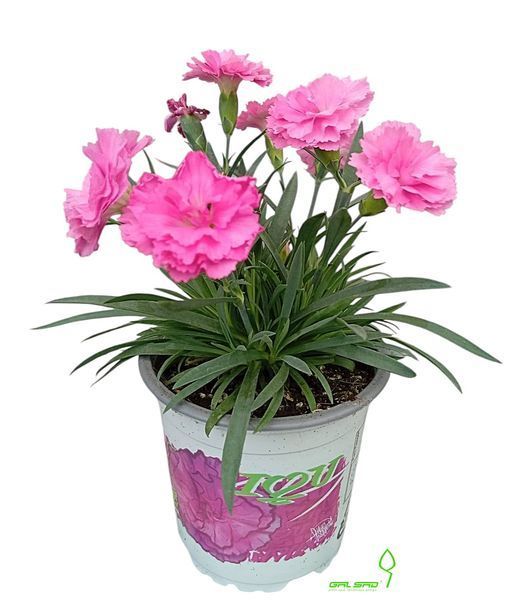 Гвоздика - Dianthus 17/25 пінк 000005601#301173    фото