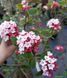 Viburnum carlesii "Aurora" - Калина Карльса "Aurora" 000007386#310760    фото 3