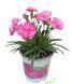 Гвоздика - Dianthus 17/25 пінк 000005601#301173    фото 2