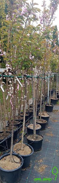Prunus serrulata 'Kanzan' - Вишня дрібнопильчаста (сакура) 'Kanzan' 000007386#308905    фото