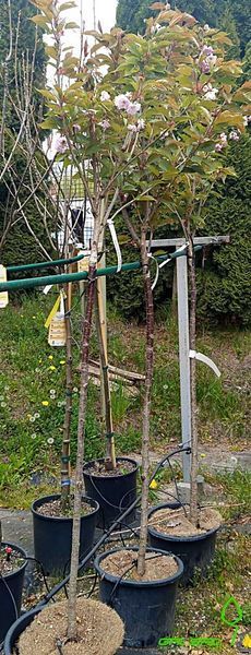 Prunus serrulata 'Kanzan' - Вишня дрібнопильчаста (сакура) 'Kanzan' 000007386#308905    фото