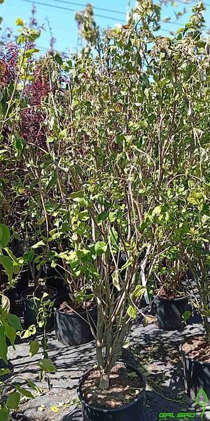 Syringa josikaea - Бузок карпатський 000007386#309733    фото