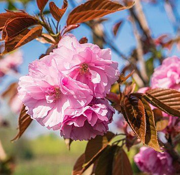 Prunus serrulata 'Kanzan' - Вишня дрібнопильчаста (сакура) 'Kanzan' 000007386#308906    фото