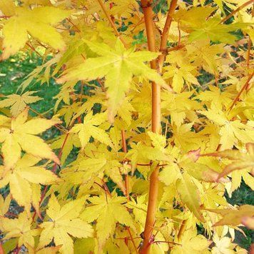 Acer palmatum 'Bi-hoo" - Клен японський 'Bi-hoo" 000007386#312724    фото