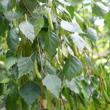 Betula pendula 'Youngii' - Береза повисла 'Youngii' 000002725#000009220 фото