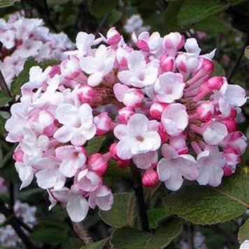 Viburnum carlesii "Diana" - Калина Карльська "Diana" 000007386#310761    фото