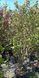 Syringa josikaea - Бузок карпатський 000007386#309733    фото 2