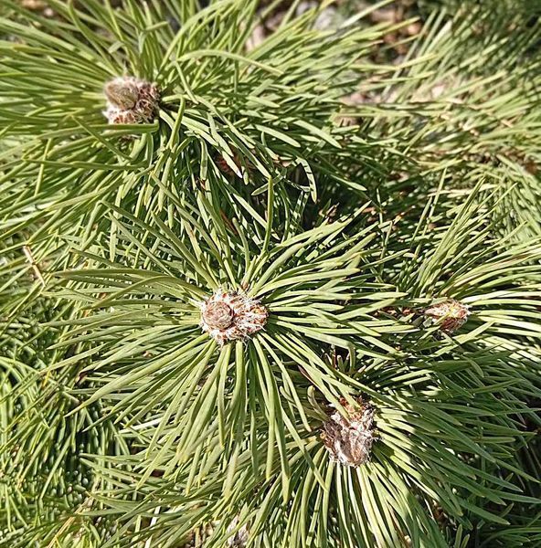 Pinus nigra 'Nana' - Сосна чорна 'Nana' 000001180#300883 фото Pinus nigra 'Nana' - Сосна чорна 'Nana' 000001180#300883 фото