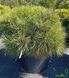 Pinus nigra 'Nana' - Сосна чорна 'Nana' 000001180#300883 фото 2