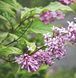 Syringa josikaea - Бузок карпатський 000007386#309733    фото 1