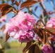 Prunus serrulata 'Kanzan' - Вишня дрібнопильчаста (сакура) 'Kanzan' 000007386#308905    фото 1