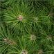 Pinus nigra 'Nana' - Сосна чорна 'Nana' 000001180#300883 фото 1