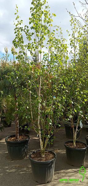 Betula utilis var. jacquemontii - Береза корисна var. jacquemontii 000007386#303201    фото