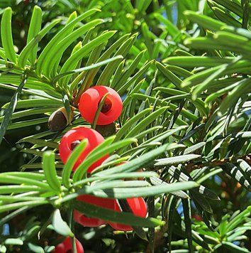 Taxus media 'Hillii'- Тис середній 'Hillii' 000000194#000004001 фото