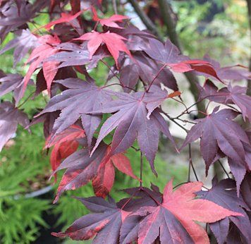 Acer palmatum 'Fujinami" - Клен японський 'Fujinami" 000007386#312725    фото