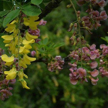 Laburnocytisus adamii - Лабурноцитісус Адама 000007386#306049    фото