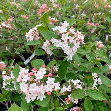 Viburnum carlesii "Juddi" - Калина Карльська "Juddi" 000007386#310762    фото