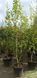 Betula utilis var. jacquemontii - Береза корисна var. jacquemontii 000007386#303201    фото 2