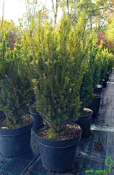 Taxus media 'Hillii'- Тис середній 'Hillii' 000000194#000004001 фото