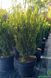 Taxus media 'Hillii'- Тис середній 'Hillii' 000000194#000004001 фото 2