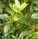 Ilex maximowicziana - Падуб Максимовича 000007386#347037    фото 1