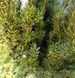 Taxus media 'Hillii'- Тис середній 'Hillii' 000000194#000004001 фото 1