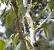 Betula utilis var. jacquemontii - Береза корисна var. jacquemontii 000007386#303201    фото 1