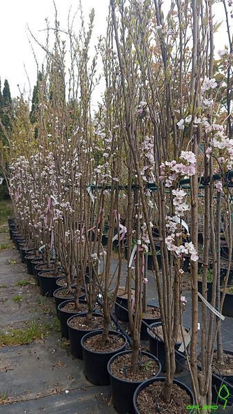 Prunus serrulata 'Amanogava' - Вишня дрібнопильчаста (сакура) "Amanogava' 000007386#308902    фото