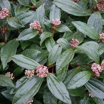 Viburnum Davidii - Калина Давида 000007386#310763    фото