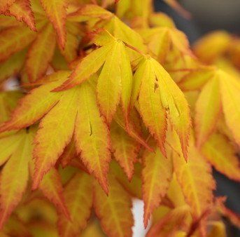 Acer palmatum 'Summer Gold' - Клен японський 'Summer Gold' 000007386#302260    фото