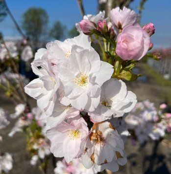Prunus serrulata 'Amanogava' - Вишня дрібнопильчаста (сакура) "Amanogava' 000007386#308902    фото