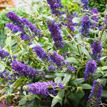 Buddleja в асортимені - Будлея 000007386#303282    фото