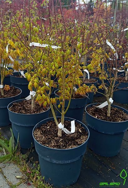 Acer palmatum 'Summer Gold' - Клен японський 'Summer Gold' 000007386#302260    фото