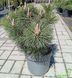 Pinus thunbergii 'Sayonara" - Сосна Тунберга 'Sayonara" 000007386#308608    фото 2