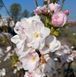 Prunus serrulata 'Amanogava' - Вишня дрібнопильчаста (сакура) "Amanogava' 000007386#308902    фото 1