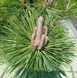 Pinus thunbergii 'Sayonara" - Сосна Тунберга 'Sayonara" 000007386#308608    фото 3