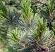 Pinus 'Brevifolia' - Сосна 'Brevifolia' 000007386#307905    фото 1