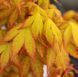 Acer palmatum 'Summer Gold' - Клен японський 'Summer Gold' 000007386#302260    фото 1