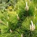 Pinus thunbergii 'Sayonara" - Сосна Тунберга 'Sayonara" 000007386#308608    фото 1
