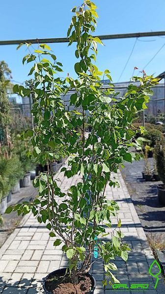 Syringa "Beijing Gold" - Бузок "Beijing Gold" 000007386#346989    фото