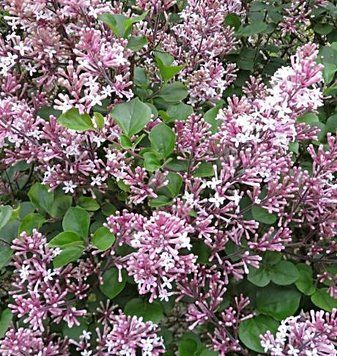 Syringa meyeri 'Palibin' - Бузок Меєра 'Palibin' 000002734#000008713 фото